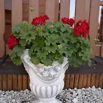 Letniskowe U Doroty Władysławowo