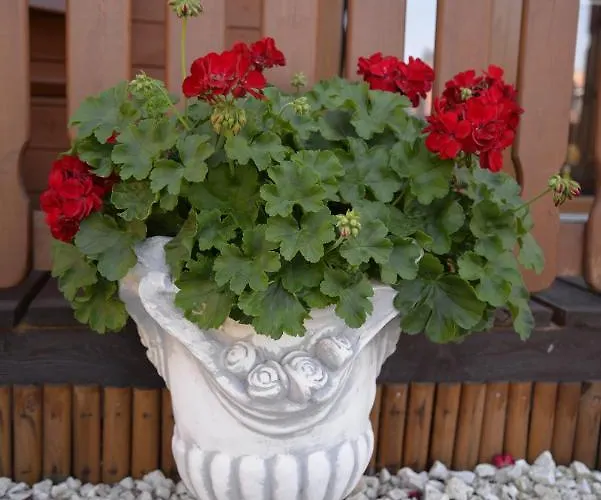 Letniskowe U Doroty Władysławowo